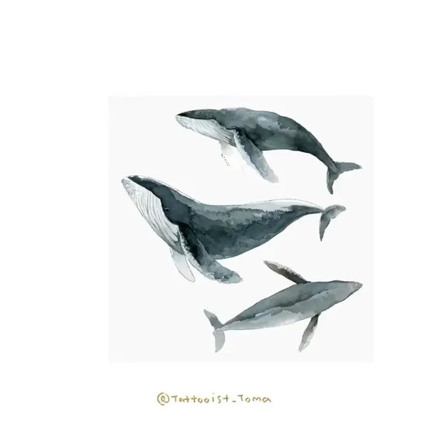 Nature, Animal
