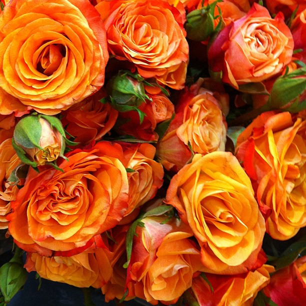 Flower, Rose, Nature