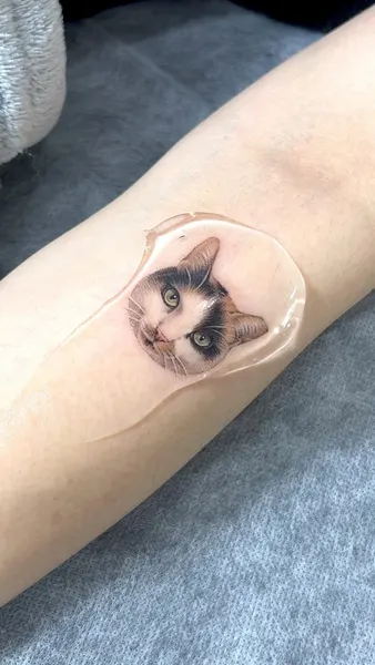 고양이
