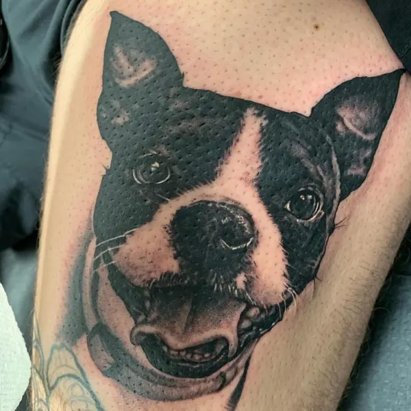 Animal