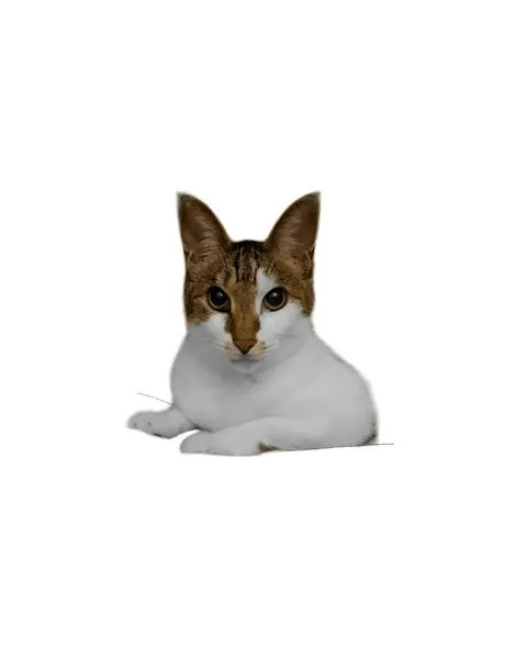 고양이, 여우 가면