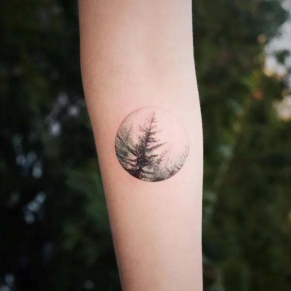 Nature, 소나무, 숲, 나무, 고사리