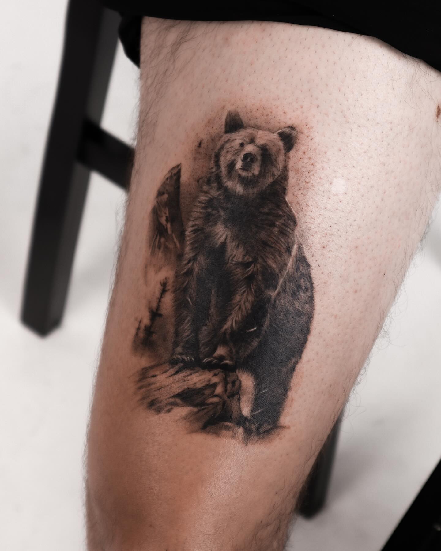 Animal, 곰
