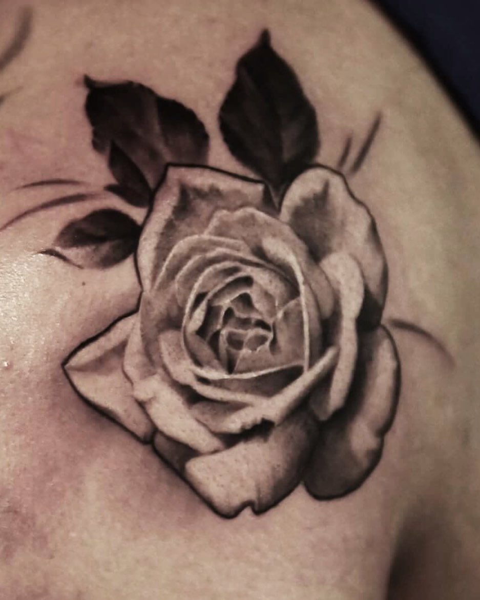 Flower, Rose, Nature