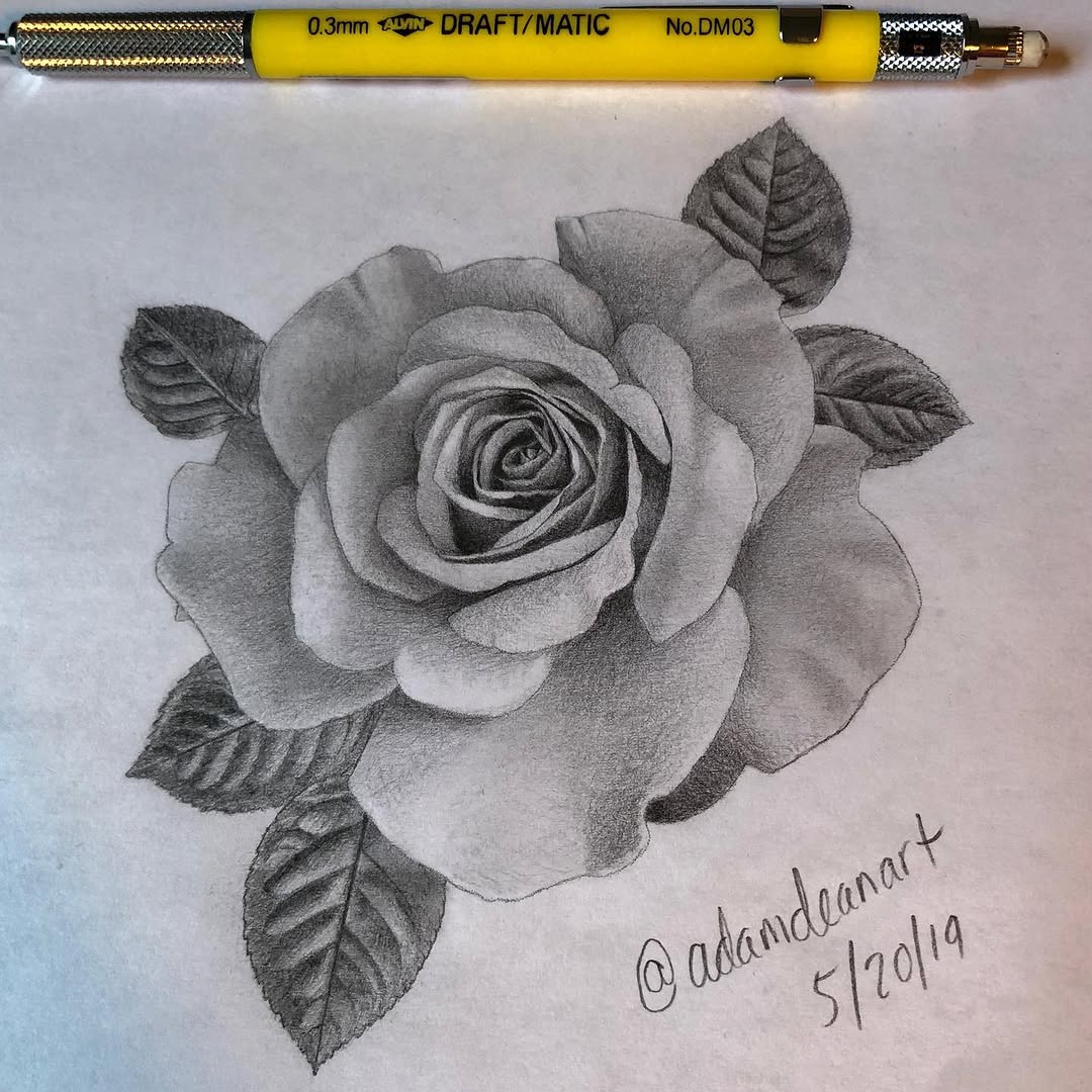 Flower, Rose