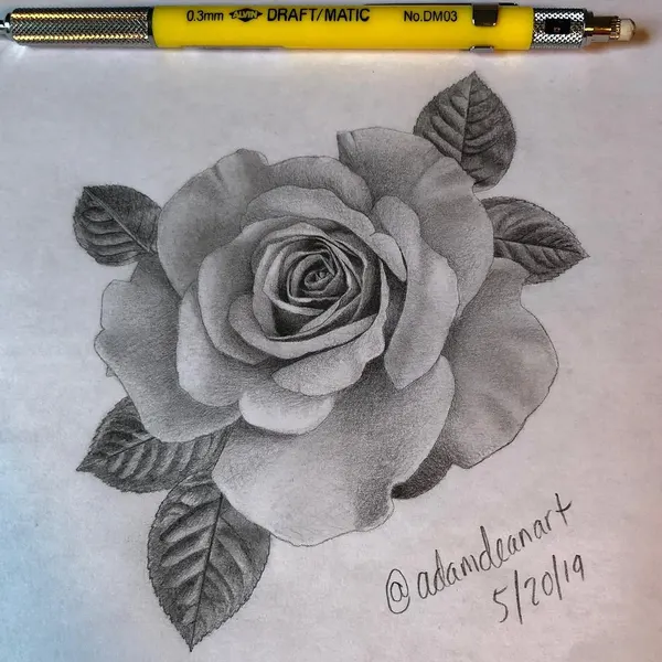 Flower, Rose