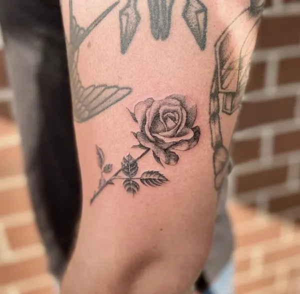 Flower, Rose