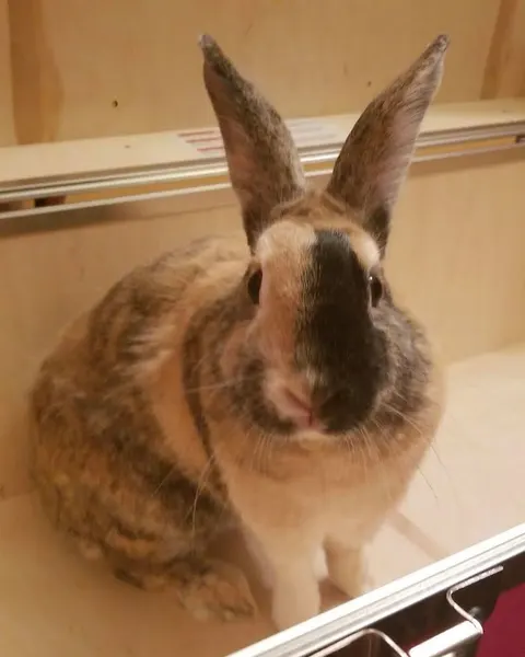 Animal