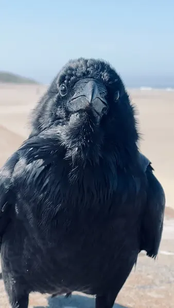 Animal