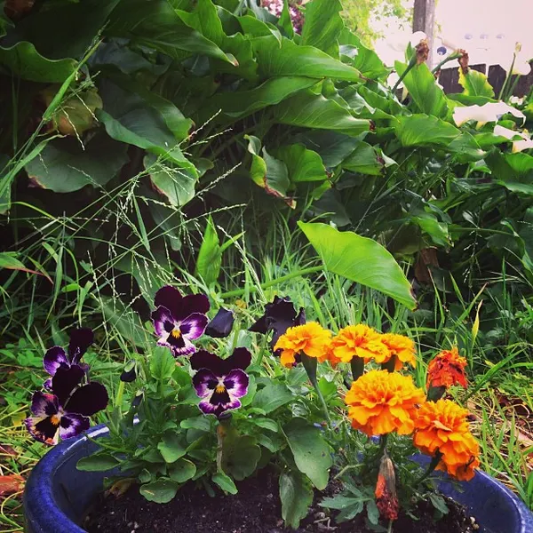 Flower