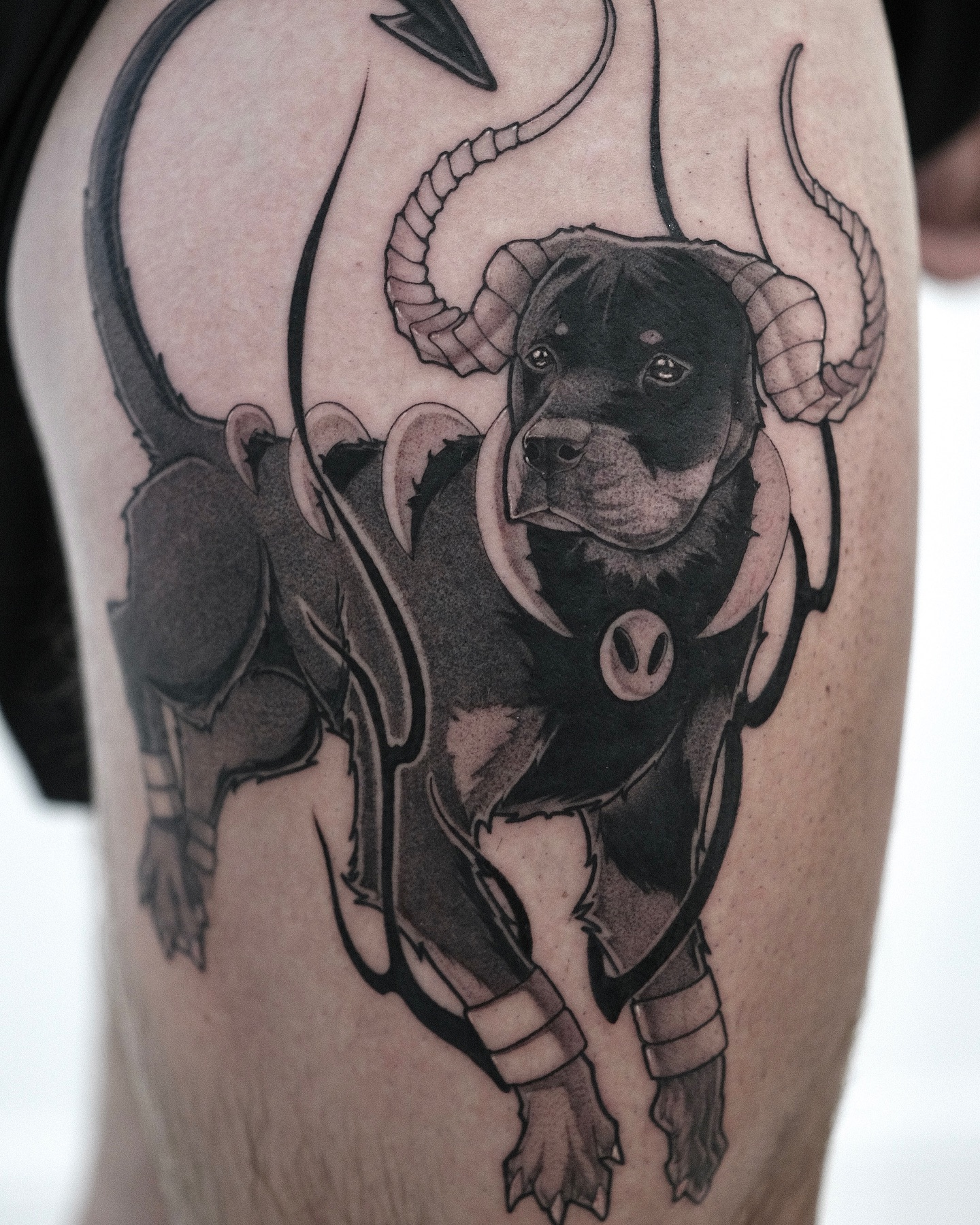Animal