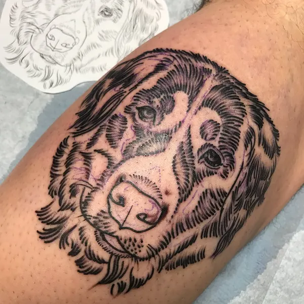 Animal