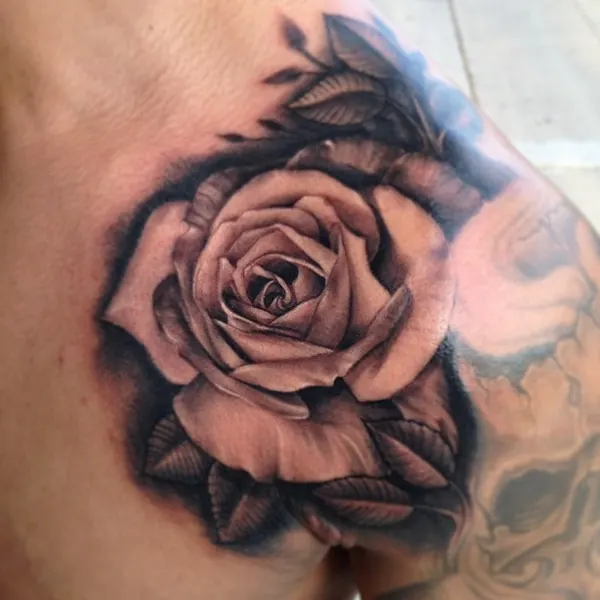 Flower, Rose, Nature