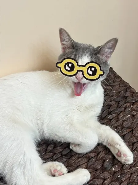 Animal