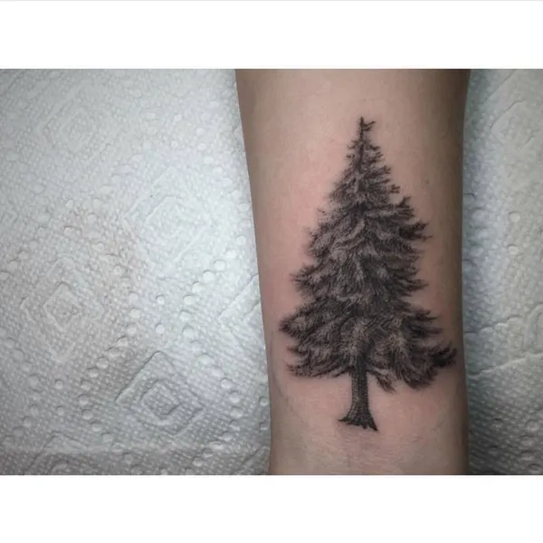 Nature, 소나무
