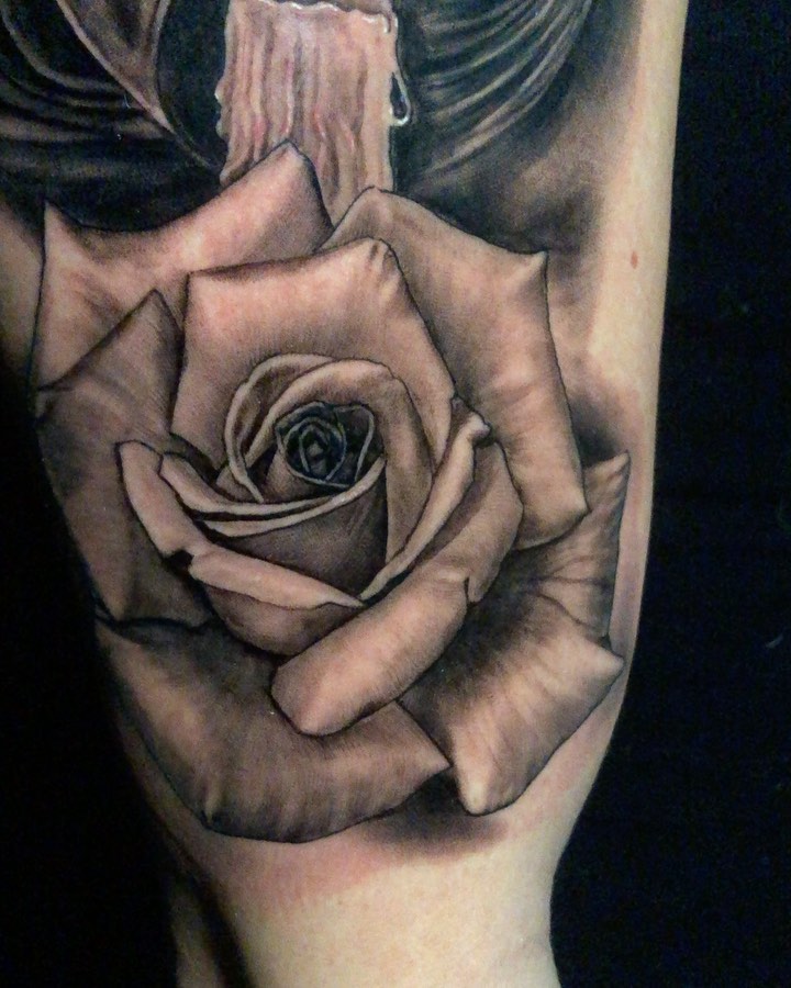 Flower, Rose
