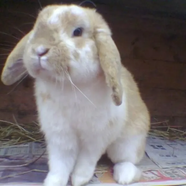 Animal