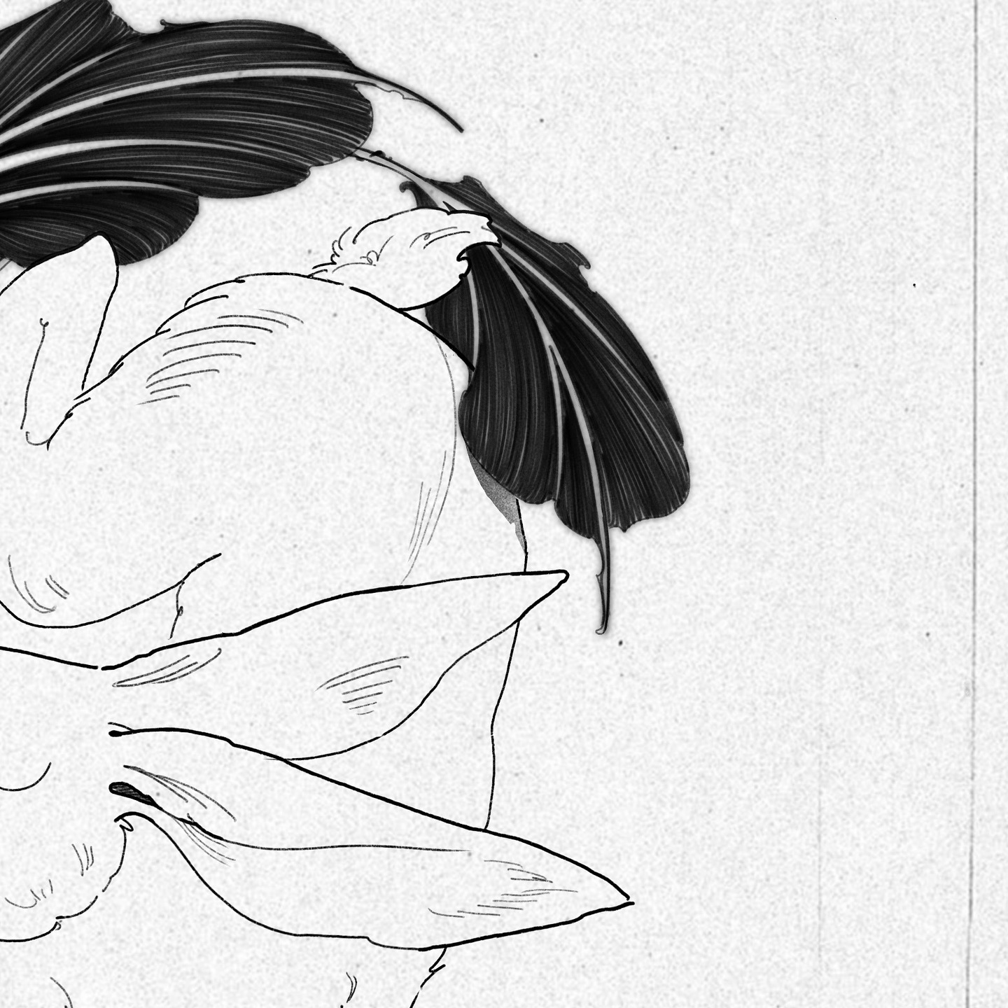 Animal, 토끼