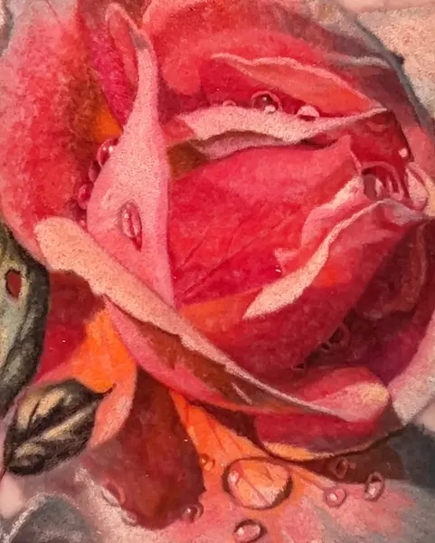 Flower, Rose