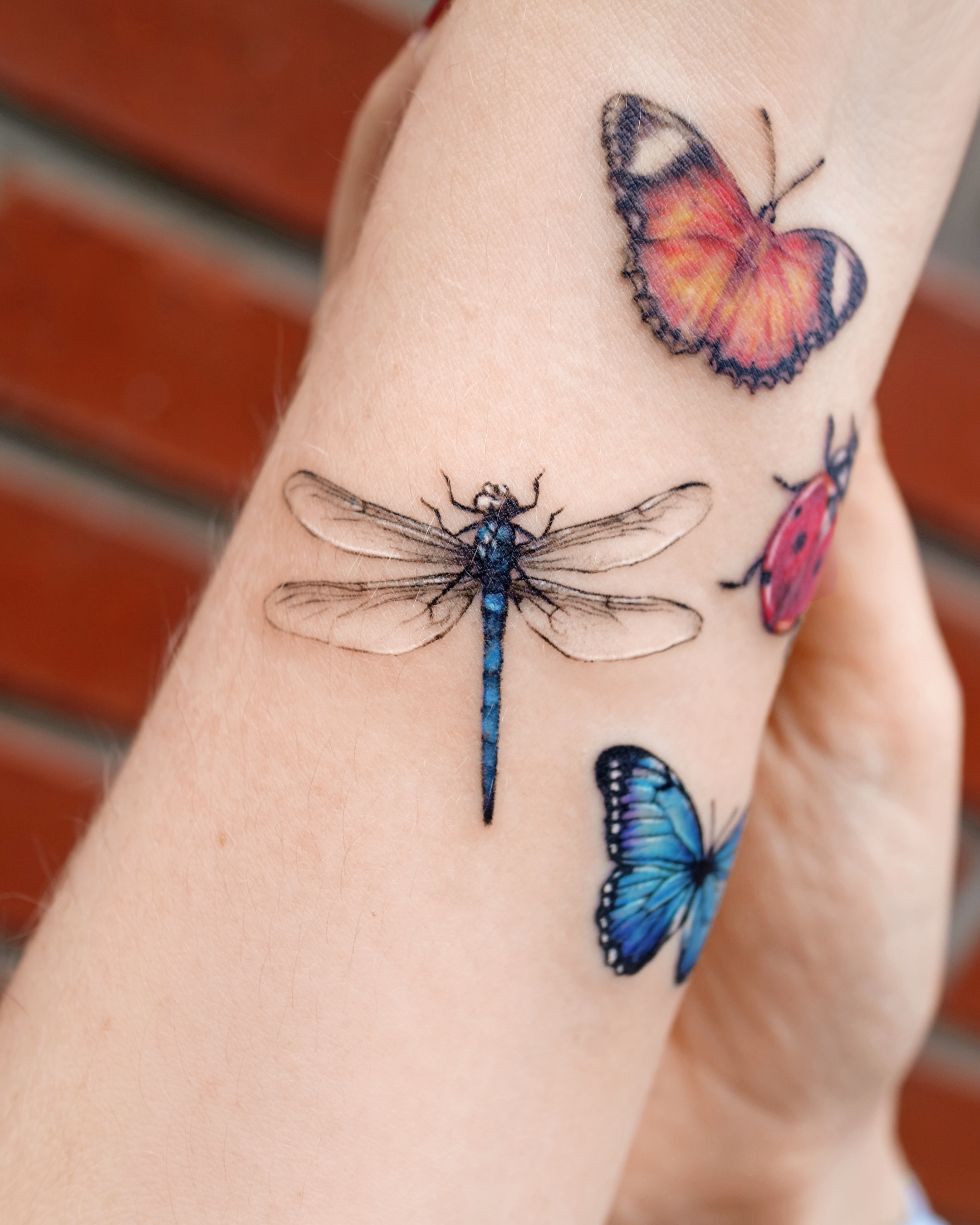 Animal, Nature, 잠자리, 매미