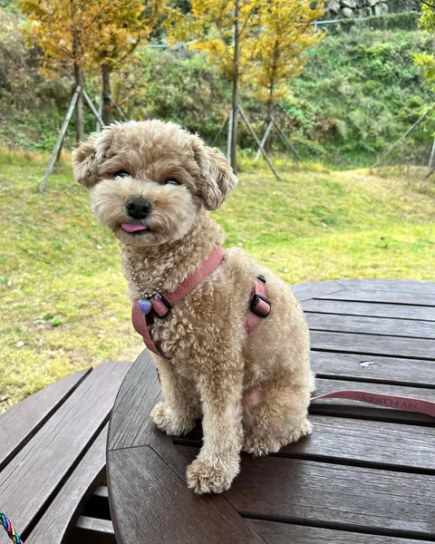Mini, Animal