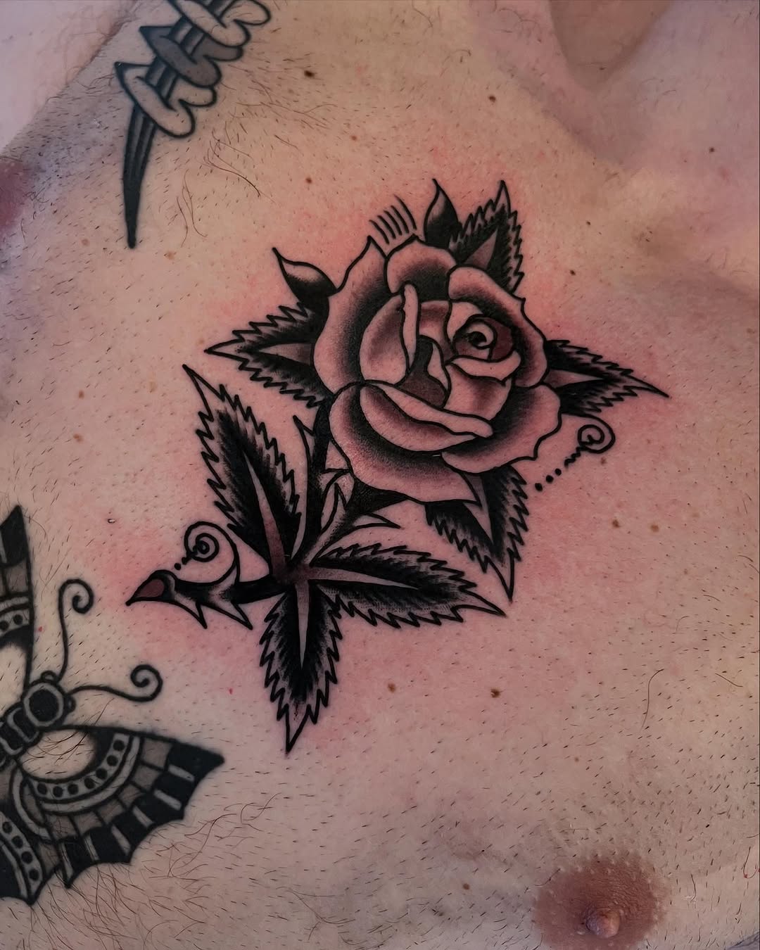 Flower, Rose, Nature