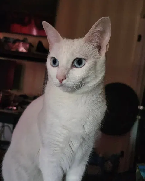 고양이