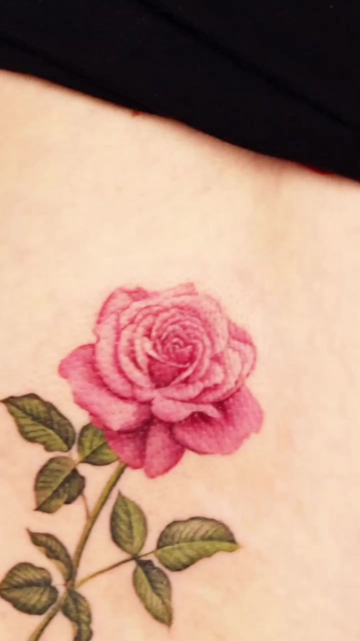 Flower, Rose, Nature