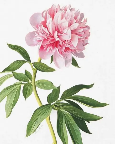 Flower, Rose, Nature
