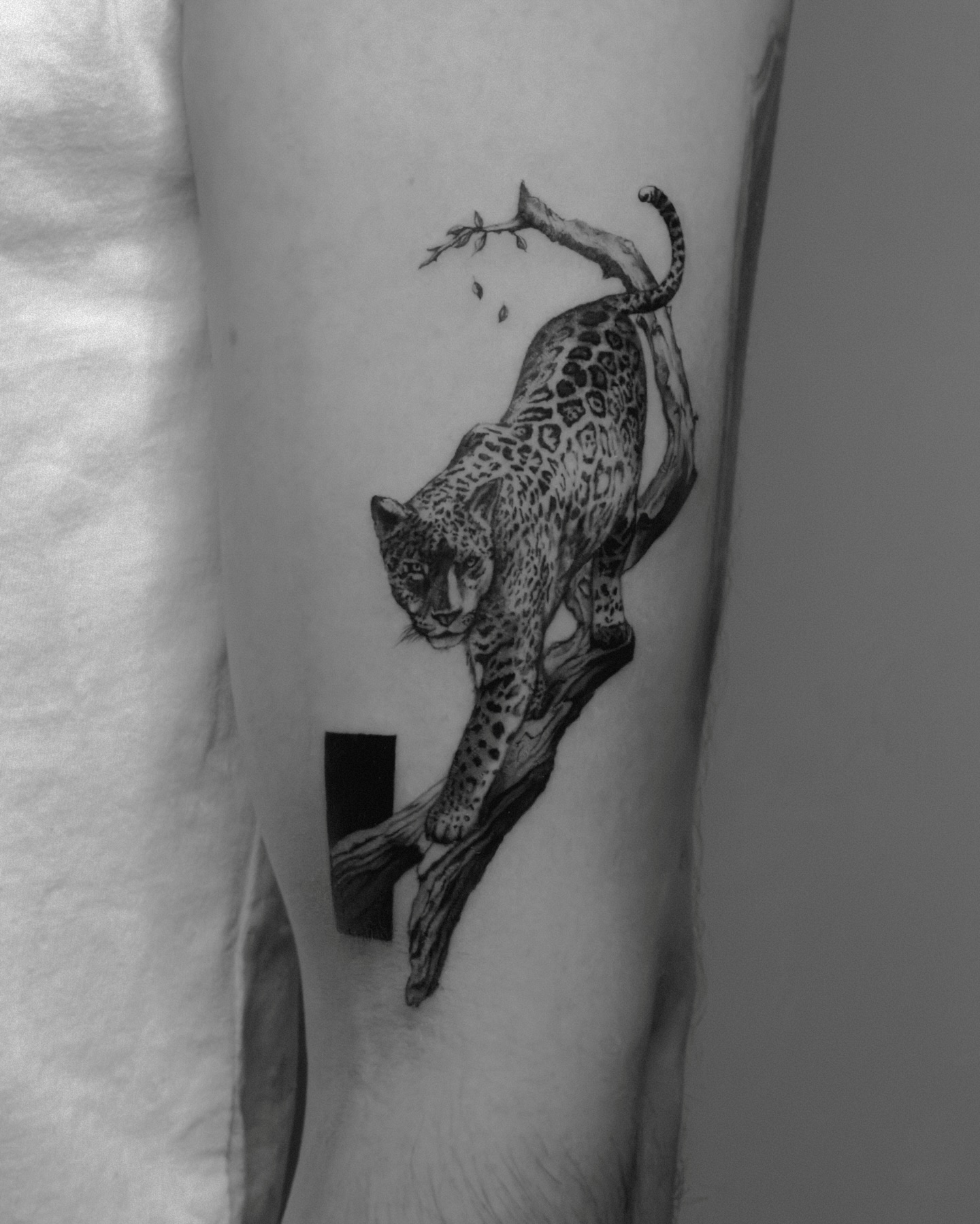 Animal, 표범, Tiger, 재규어, 치타