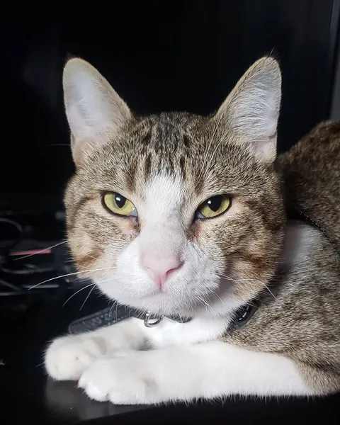 고양이