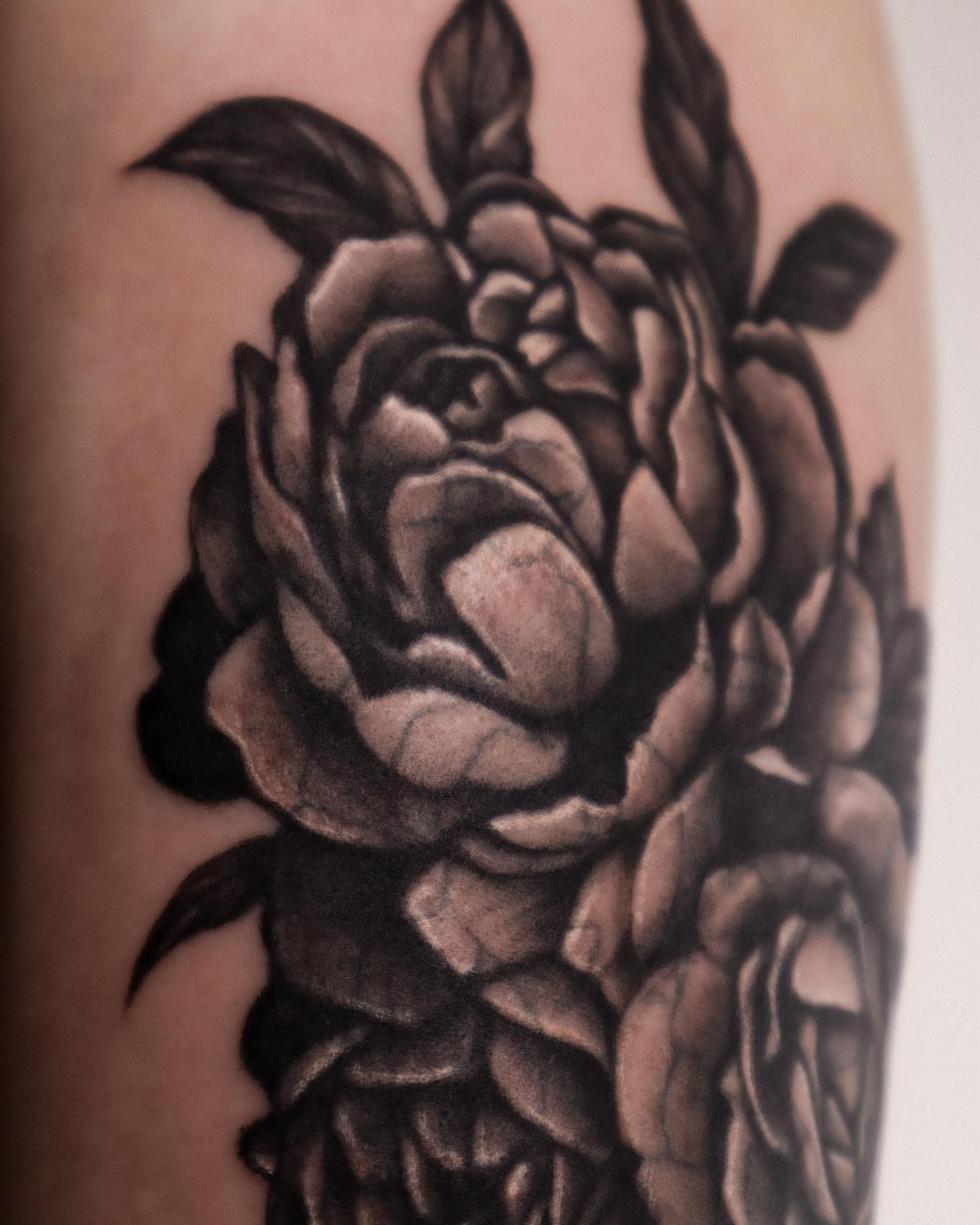 Flower, Rose, Nature
