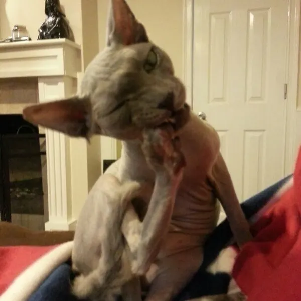 erinchancetattoo