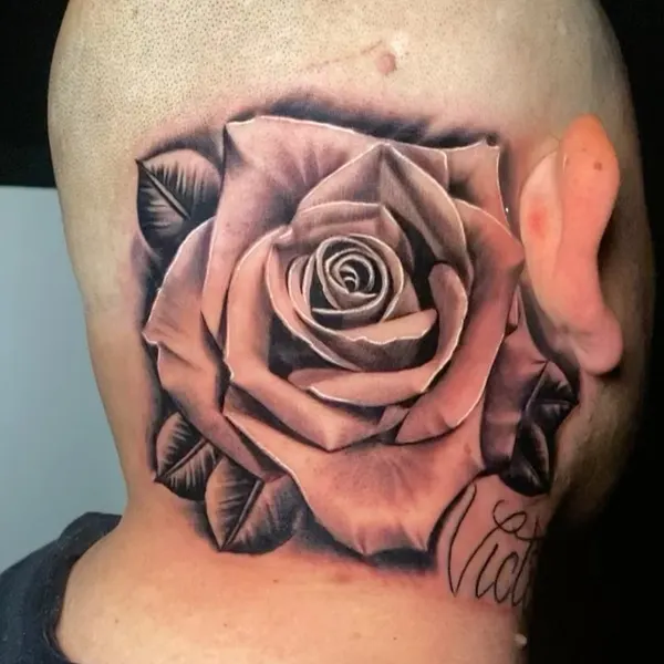 Flower, Rose, Nature