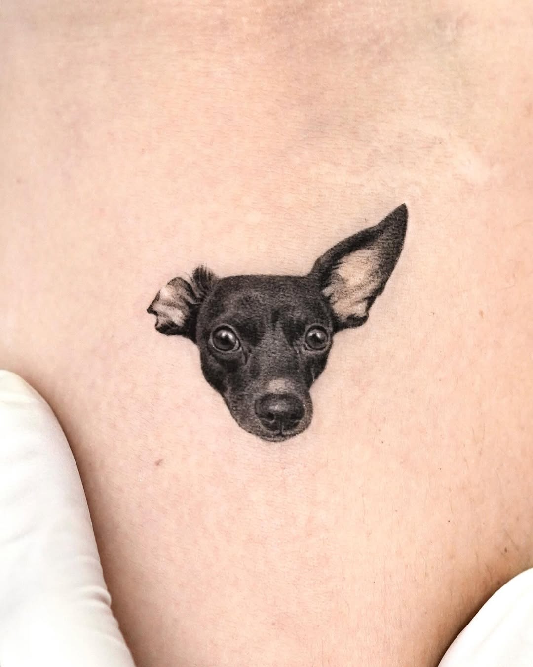 Animal