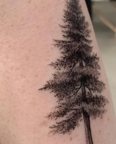 소나무, 숲, 나무, 고사리, Nature