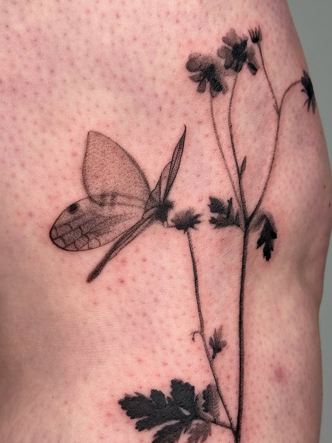 plantsnpokes