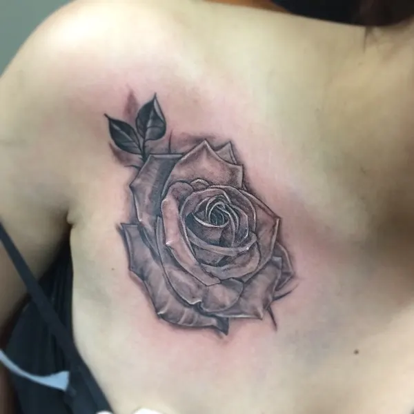 Flower, Rose, Nature