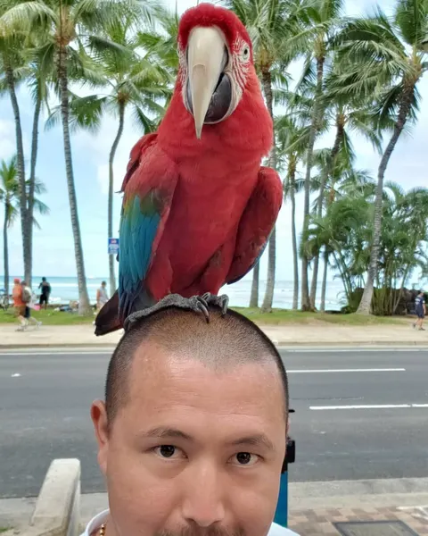 Animal, Nature