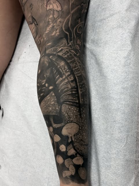 Animal, Dragon