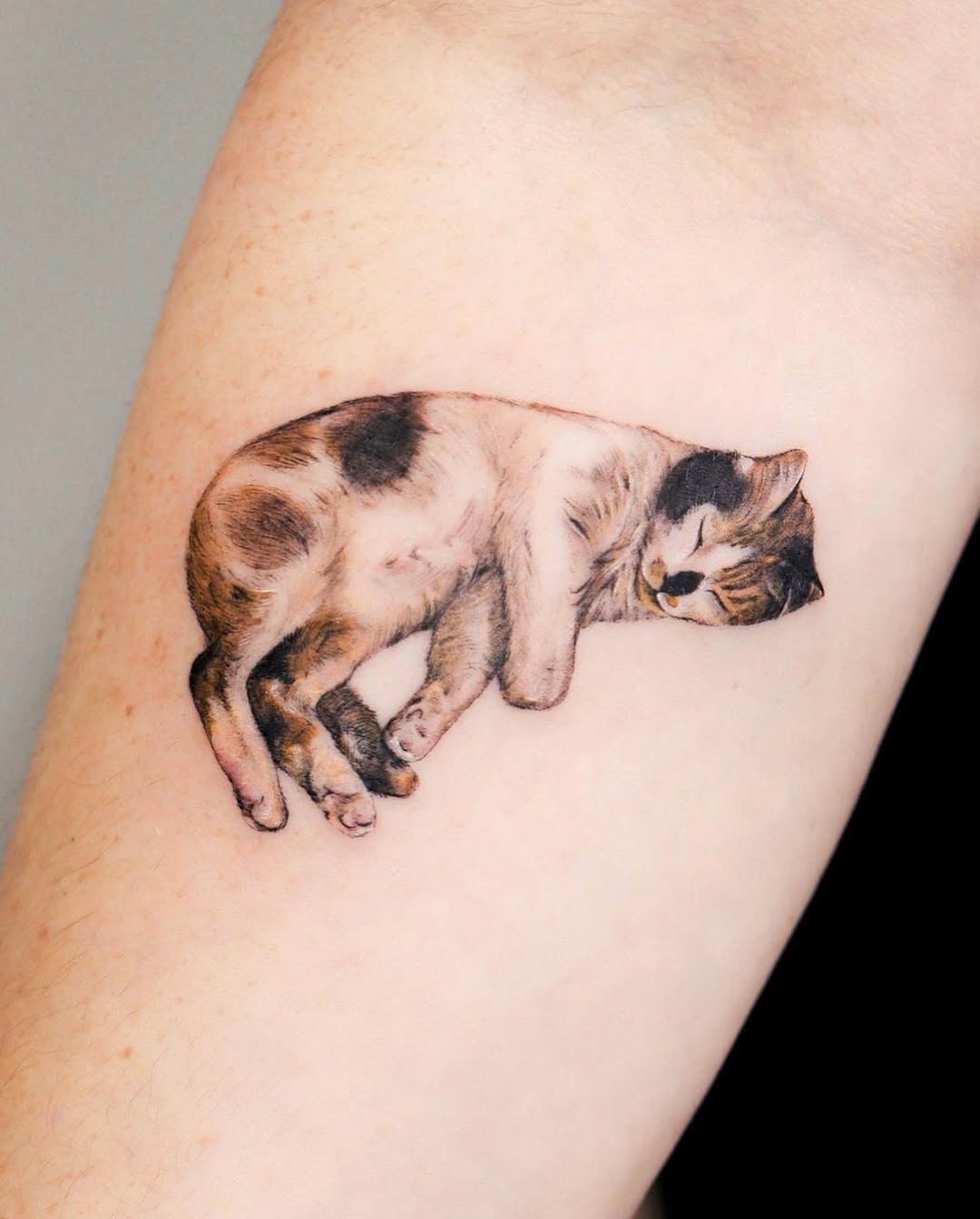 Animal