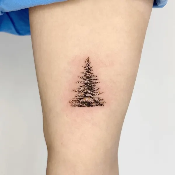 눈, Nature, 숲, 나무, 소나무