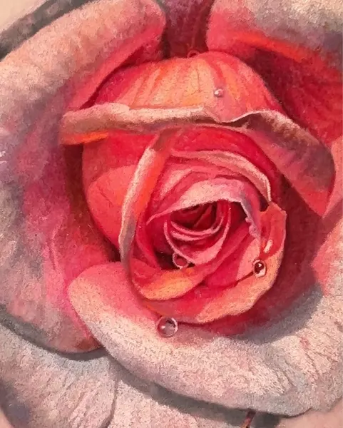 Flower, Rose