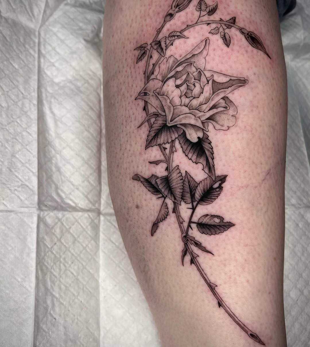 Flower, Rose