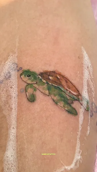 바다거북, 거북이