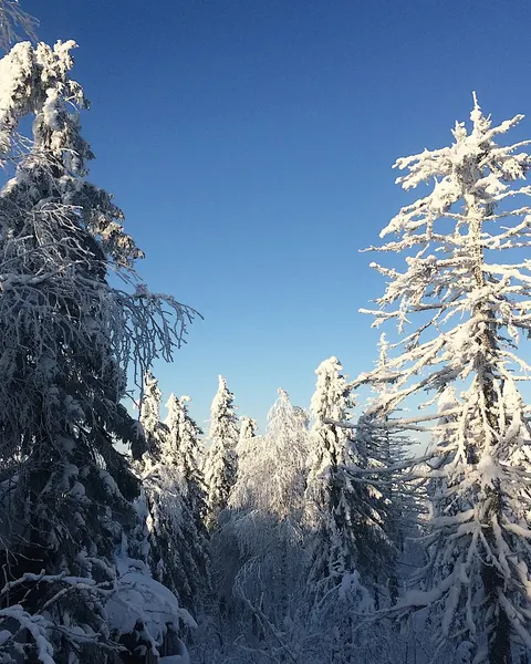fflowerporn