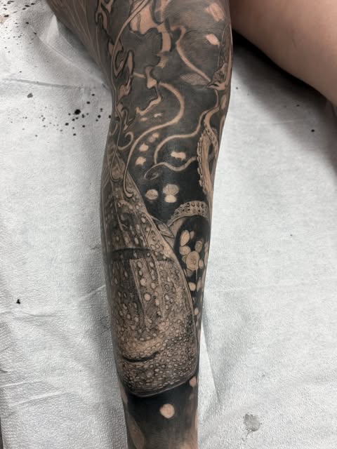 Animal, Dragon