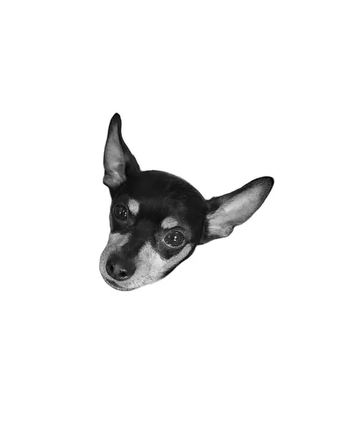 dorok.tattoo