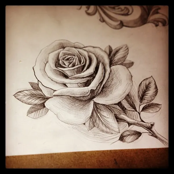 Flower, Rose