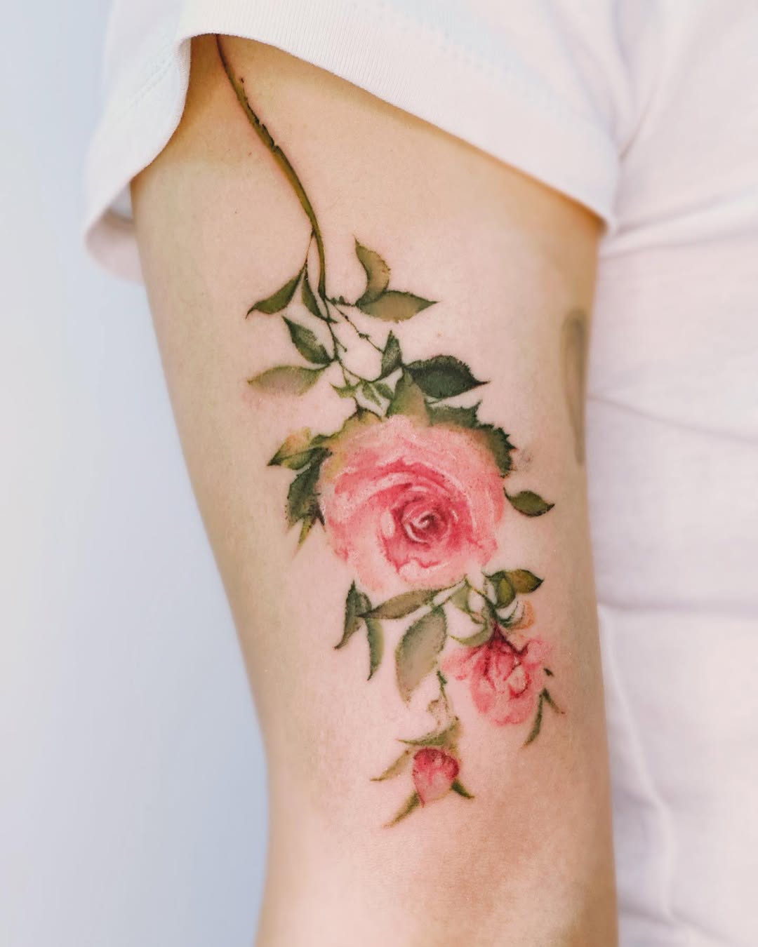Rose, Flower, Nature
